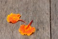 Orange flower petals drop on wood. Royalty Free Stock Photo