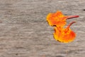 Orange flower petals drop on wood. Royalty Free Stock Photo