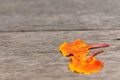 Orange flower petals drop on wood. Royalty Free Stock Photo