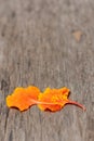 Orange flower petals drop on wood. Royalty Free Stock Photo