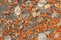 Orange flower petals and dry leaf in autumn Royalty Free Stock Photo