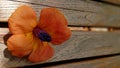 Orange Flower Petals On Wood Royalty Free Stock Photo