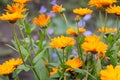 Orange flower of the pharmacy calendula blooming on a natural green background in the garden or in the field. Medicinal calendula