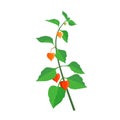 Orange flower physalis alkekengi isolated on a white background. Withania somnifera. Ashwagandha. Chinese lan