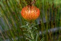 Orange flower of Pincushions or Leucospermum condifolium Royalty Free Stock Photo