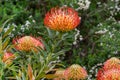 Orange flower of Pincushions or Leucospermum condifolium Royalty Free Stock Photo