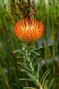 Orange flower of Pincushions or Leucospermum condifolium Royalty Free Stock Photo