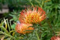 Orange flower of Pincushions or Leucospermum condifolium Royalty Free Stock Photo