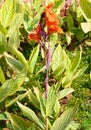 Orange Flower and Plants of Canna Lily Royalty Free Stock Photo