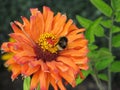 Orange flower pollinated by bee