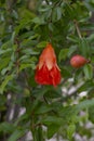 Orange flower of pomegranate fruit on tree on blur nature background. Royalty Free Stock Photo