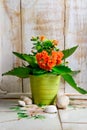 Orange flower in a pot