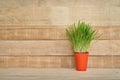 Orange flower pot with greens on the table stands on a light brown wooden wall background. Copy space Royalty Free Stock Photo