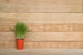 Orange flower pot with greens on the table stands on a light brown wooden wall background. Copy space Royalty Free Stock Photo