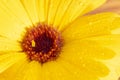 Orange flower, Pot Marigold, Calendula officinalis close up. Raindrops in petals. They are often used as herb in Royalty Free Stock Photo