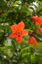 Orange flower