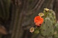Orange flower on Prickly pear cactus, Opuntia, blooms Royalty Free Stock Photo