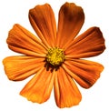 Orange flower Primula isolated Royalty Free Stock Photo