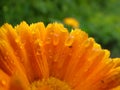 Orange flower after a rain