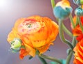 Orange flower of ranunkulus Royalty Free Stock Photo