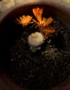 Orange flower of Rebutia cactus in pot with sunbeam in vertical