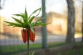 Orange flower royal grouse grows in the rural garden Royalty Free Stock Photo