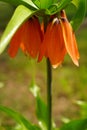 Orange flower royal grouse in sunny field