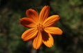 Cosmos sulphureus flower seen from above with green grass background