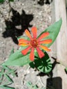 Orange Flower & Shadow Leaf interesting Contrast Royalty Free Stock Photo