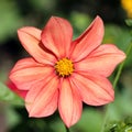 Orange flower of single-flowered dahlia