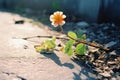 an orange flower sits on the ground in front of a wall Royalty Free Stock Photo