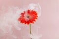 Orange flower with smoke on pink background. Creative unusual concept. Royalty Free Stock Photo