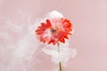 Orange flower with smoke on pink background. Creative unusual concept. Royalty Free Stock Photo
