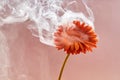 Orange flower with smoke on pink background. Creative unusual concept. Royalty Free Stock Photo