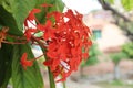 ORANGE FLOWER WITH SOME GREEN LEAVES CLICKED WITH CAMERA