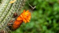 Orange flower of a spiky cactus in the garden Royalty Free Stock Photo