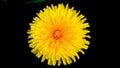 Orange flower in the spring dandelion