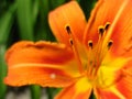 Orange flower with stamens Royalty Free Stock Photo