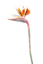 Flower of Strelitzia reginae or Bird of paradise plant isolated on white background Royalty Free Stock Photo
