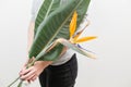 Orange flower of Strelitzia Reginae - bird of paradise, in woman hand. Tropical bud and green leaves. Horizontal photo Royalty Free Stock Photo