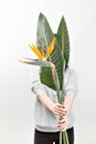 Orange flower of Strelitzia Reginae - bird of paradise, in woman hand. Tropical bud and green leaves. Horizontal photo Royalty Free Stock Photo