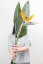 Orange flower of Strelitzia Reginae - bird of paradise, in woman hand. Tropical bud and green leaves. Horizontal photo Royalty Free Stock Photo