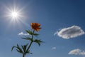 Orange flower sun sky clouds Royalty Free Stock Photo