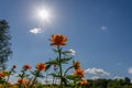 Orange flower sun sky clouds Royalty Free Stock Photo