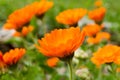 Orange flower surrounded by green leaves and flowers