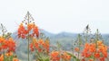 Orange flower that sway in the wind in garden background mountains