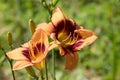 Orange flower of Tawny daylily blossoming in the sun Royalty Free Stock Photo