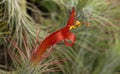 Orange flower of a tillandsia funckiana airplant with blurred background