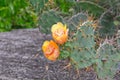 Orange Flower on top of a Green Cactus Royalty Free Stock Photo