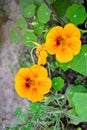 Orange flower Tropaeolum Royalty Free Stock Photo